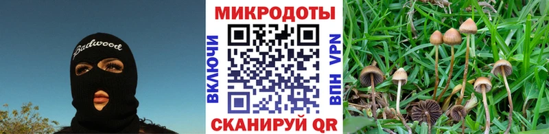 Псилоцибиновые грибы Psilocybe  Малая Вишера 